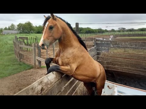 1 Hour Of Funniest Animals in the World Ever 🤣 Funny Animal Videos 2025