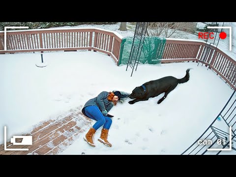 When Animals Go Full Unhinged on CCTV