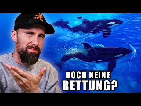 Das Sanctuary EXISTIERT NICHT?! Die WAHRHEIT über die Marineland-Orca-Rettung | Robert Marc Lehmann