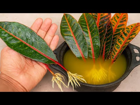 FÓRMULA QUE ENRAIZA QUALQUER PLANTA E GALHO PELA FOLHA (Sem gastar NADA)