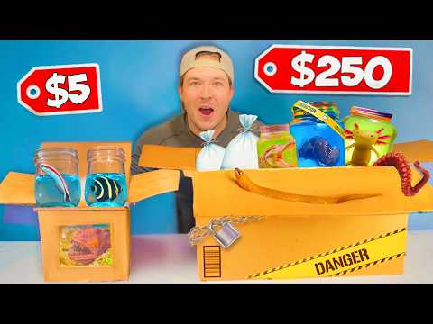 Buying $5 vs $250 Live Sea Creature Mystery Boxes