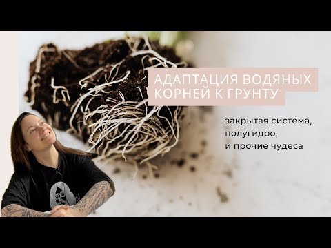 Полугидропоника, закрытая система, минеральный грунт, и адаптация водяных корней к грунту