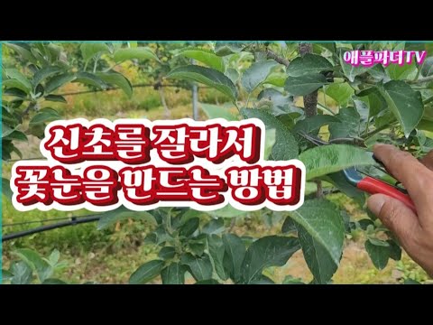 사과 꽃눈을 조기에 확보하는 간단한 방법