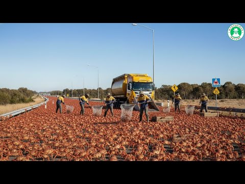 100 MILLION CRABS INVADE THE STREETS, But No One Dares To Eat Them?