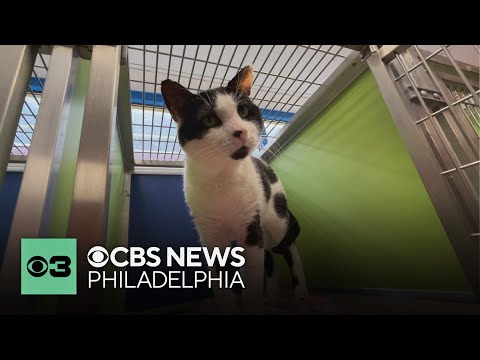 Buddy the cat finds a new home with CBS News Philadelphia's Tammie Souza | Pet Project