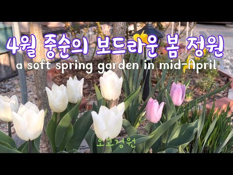 #35, 봄의시작 / 7가지 구근의 화사한 데뷔 / 초보 가드너에게 도움이 되는 책 / 정원을 즐기는 지혜 /