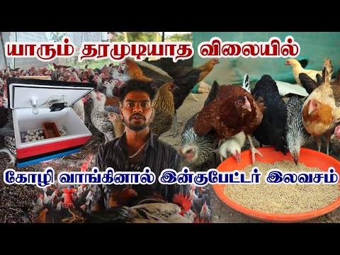 Sonali chicken laying 230 eggs per year | All types of chickens available | Sonali Kozhi