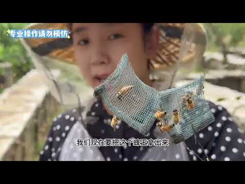 见证一只蜂王的诞生蜂王世界的残酷丝毫不输人类没想如此精彩 蜂王 蜂群文化 动物世界 蜜蜂 小汤蜂蜜