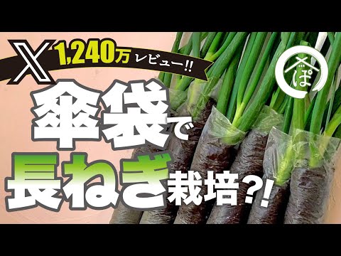 [New common sense for growing leeks!] How to grow saleable leeks in an umbrella bag | How to grow...