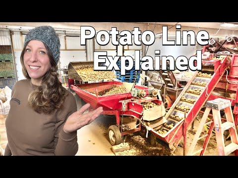 Step-By-Step: Potato Bagging Line Explained (Bin To Bag)
