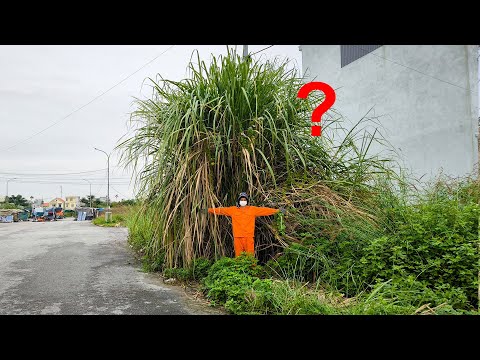 What's Hidden Behind the Giant Weeds that Makes Neighborhood Residents Afraid to Cut it