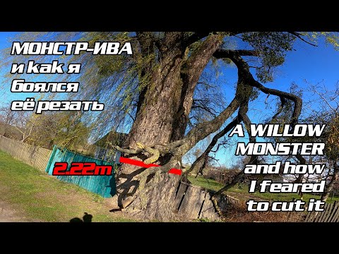 Режем Гигантскую иву  Cutting a giant willow