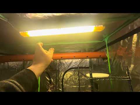 Выращивание Грибов, бокс для выращивания Грибов.