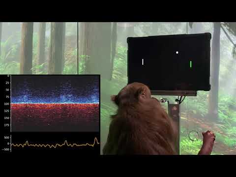 Monkey MindPong Picture-in-Picture
