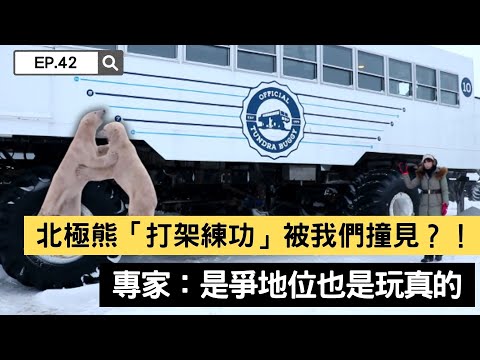【精選】北極熊「打架練功」被我們撞見？！專家：是爭地位也是玩真的｜聚焦全世界｜舒夢蘭
