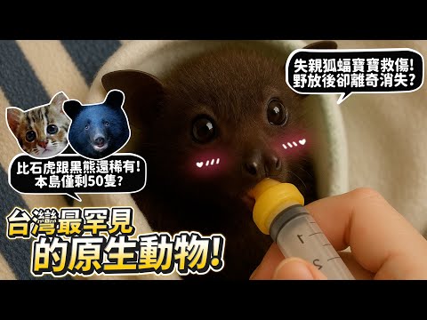 【從零開始養】超罕見!台灣狐蝠!本島僅50隻!比石虎.黑熊還稀有!失親狐蝠寶寶救傷!野放後卻離奇消失?【許伯簡芝】