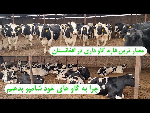 گزارش ویژه از معیاری ترین فارم گاو داری در کابل