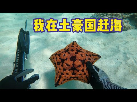 《环球探海记》阿曼 第40天：中东果然全是土豪国，连海货都这么多，真是赶海天堂！   #自由潜渔猎#海鲜美食猎奇#阿曼旅行赶海