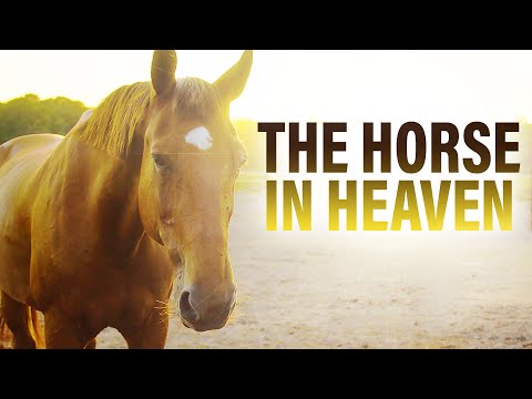 What This Horse Told Me in Heaven Will Melt Your Heart