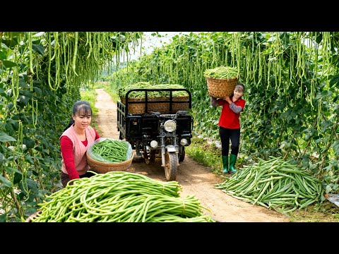 TIMELAPSE -- Crazy Young Chef Leaves the City for the Forest: Journey Harvest Rare Long Green Beans