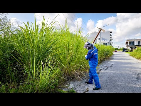 The Nemesis of Giant Grass has Arrived, The Abandoned Sidewalk has Been Given a New Coat