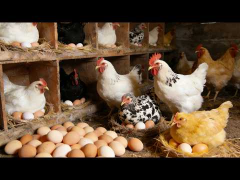 A Peaceful Day Feeding 50 Chickens on My Farm