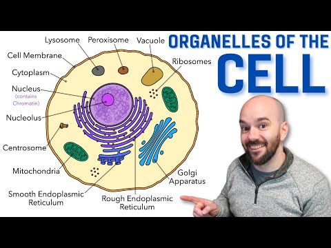Cell Organelles - Explained in a way that finally makes sense!