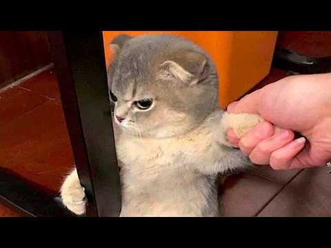 Funniest Cats and Dogs Clips 2026😼🐶You Laugh You Lose😜