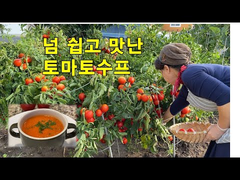 🥦토마토수프 최고의 건강식으로 맛나게 끓이기