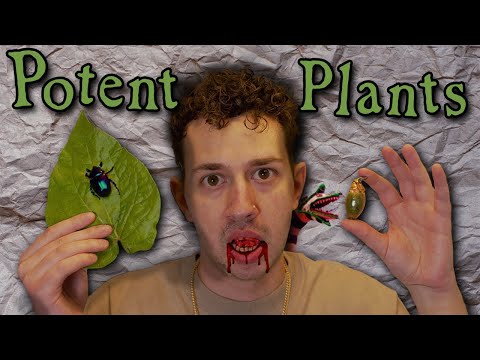 Betel Nut: Asia's Most Controversial Chew