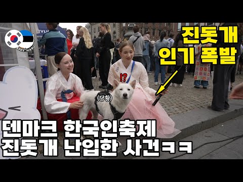 덴마크 여행중인 진돗개! 우연히 난입한 한국 축제에서 슈퍼스타가 됐습니다 ㅋㅋ