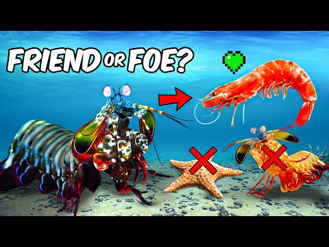 Finding a Friend for My Mantis Shrimp (the hard way)