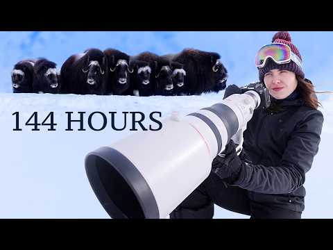 I Went to the Arctic to Photograph Polar Bears in Greenland