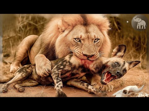 Kenia Salvaje – Batallas Brutales por la Supervivencia en la Naturaleza #animalessalvajes #2