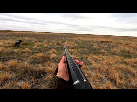 ОХОТА НА ЗАЙЦА 2024 !КАЖДЫЕ 5 МЕТРОВ ЗАЯЦ!ЛЕЖАТ ДРУГ НА ДРУГЕ!