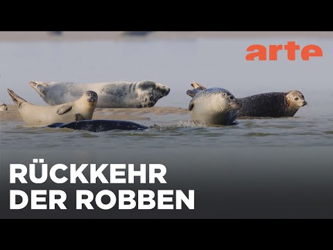 Die Baie de Somme und die Opalküste | Frankreichs Norden | ARTE Fernweh