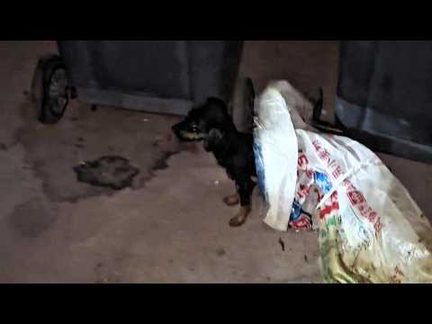 He was tied up in a tiny bag and cried when he finally got a good breath