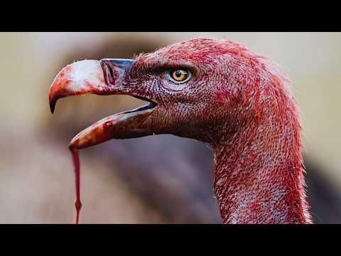 The Animal That Eats The Plague Like Candy