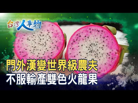 “門外漢”外銷“精品”紅龍果｜來春果園｜【台灣人事物】2025.10.04