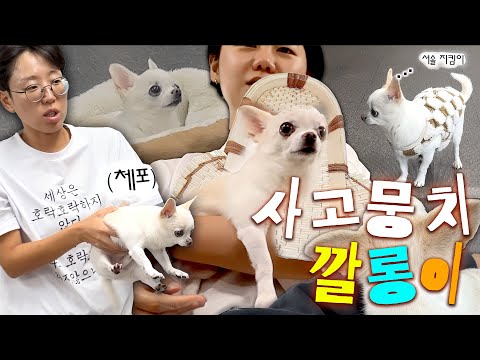 A puppy worth wow🐶