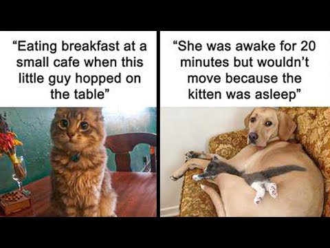 Incredible 'Cat Memes' That Can Assist You During Challenging Moments