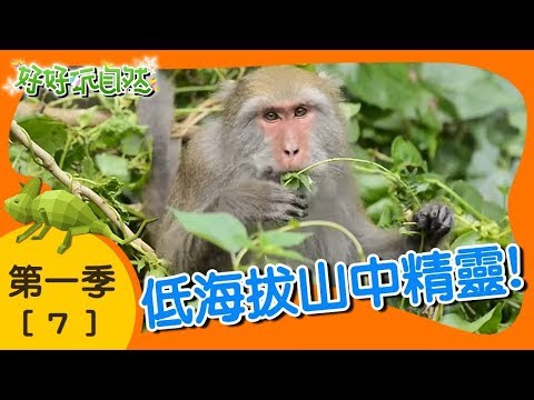 【低海拔山中精靈】好好玩自然｜第7集_第一季｜柳丁哥哥 阿峰老師｜生態探索｜YOYO