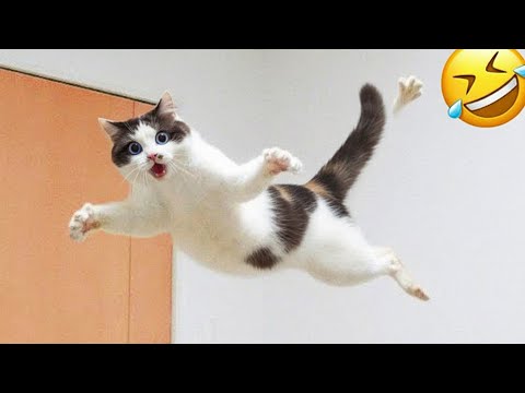 Get Ready To Explode With Laughter 🤣 The Funniest Animals 😹🐶 Part 1
