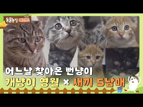 [TV 동물농장 레전드] 어느 날 사무실에 찾아온 뻔냥이😺 개냥이 영월이와 새끼냥 5남매! 풀버전 다시 보기 I TV동물농장 (Animal Farm) | SBS Story