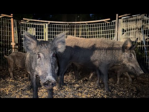 Trapping Hogs Hours from Home Has a Few Issues. 