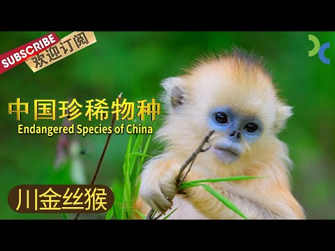 《中国珍稀物种》川金丝猴 猴中“美猴王”【SMG纪实人文官方频道】