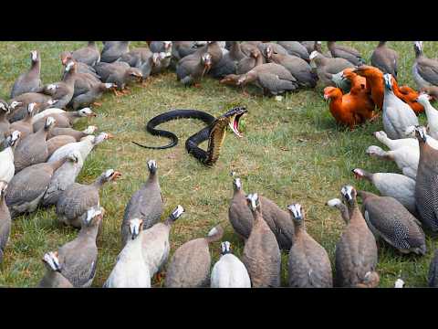 Когда Животные Связались Не с Тем Противником