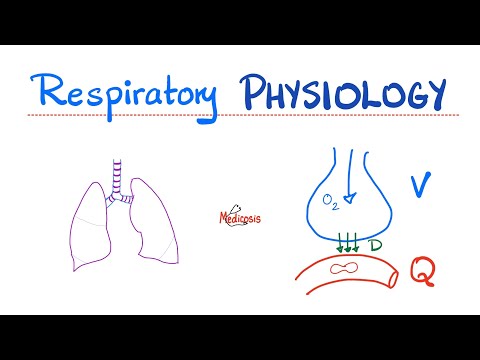 Lung Physiology Basics | Normal Quiet Breathing 😮‍💨 | Inspiration & Expiration | Diaphragm action