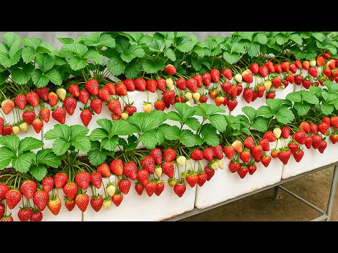 Stop Buying Strawberries: Grow Them in Foam Boxes and Harvest a Ton!