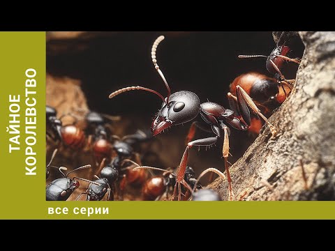 Тайное королевство. Все Серии. Документальный Проект. Лучшие сериалы